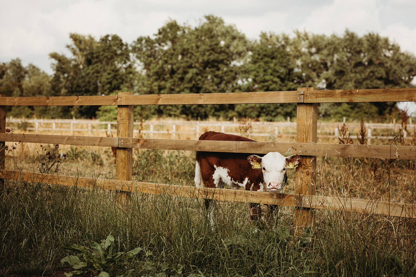 Willow Grange Farm